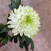 CHR.1PT ZEMBLA LIME VIT/GRÖN